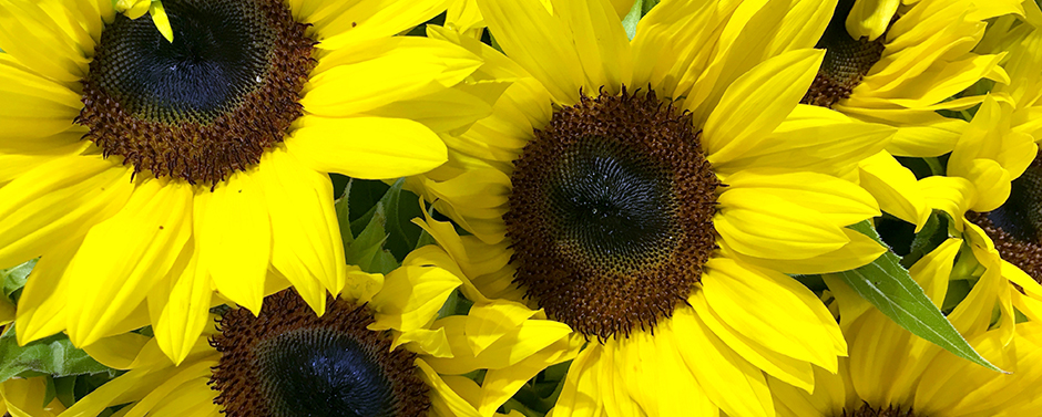 sunflowers